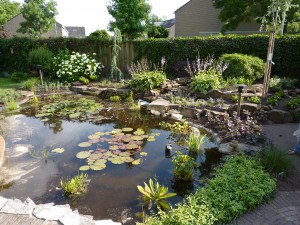 tuin 18 (3)